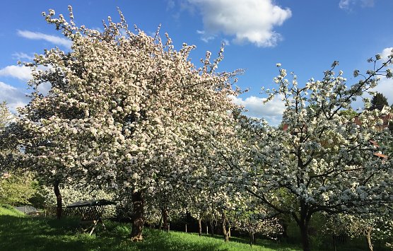 Tag der Streuobstwiesen wird begangen  (Foto: S.Staubitz)
