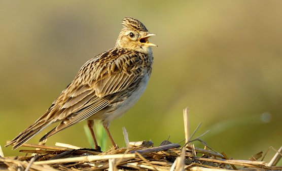 Die Feldlerche (Foto: Manfred Delpho)