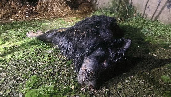Hunde lebten in katastrophalem Zustand in Lipprechterode (Foto: Jana Hoger/VOX/SD)