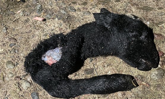 Tote L&auml;mmer dienten als Hundefutter (Foto: Jana Hoger/VOX/SD)