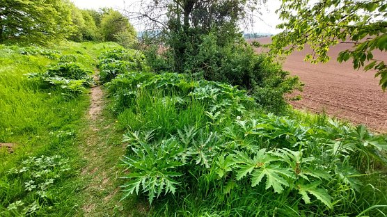 Riesen-B&auml;renklau ist eine Gefahr f&uuml;r Wanderer und Landwirtschaft (Foto: nnz)