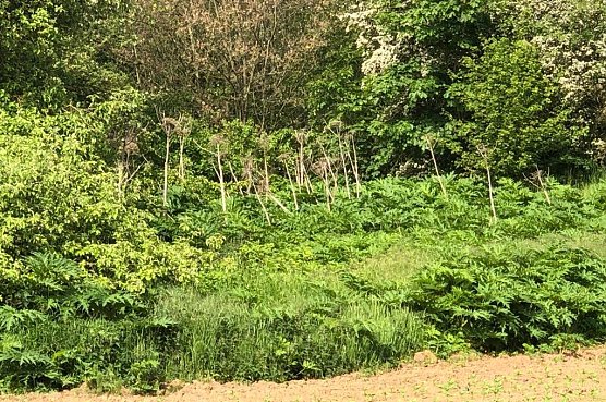 Auch neben der Vogelsiedlung breitet sich die Herkules-Staude aus (Foto: privat)