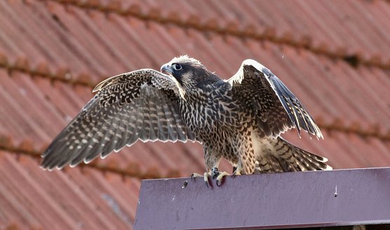 Erstmals in diesem Jahr br&uuml;tete ein Wanderfalkenpaar auf der Marktkirche in Bad Langensalza. Neben einem Taubenhaus erh&auml;lt die Stadt einen nat&uuml;rlichen Taubenj&auml;ger, wenn dieser Jungvogel selbst auf Jagd gehen. (Foto: Eva Maria Wiegand)