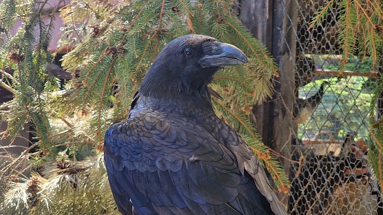 Kolkrabe Rocco (Foto: nnz)