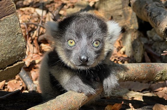 Wer hat dieses Varibaby gesehen? (Foto: Silvio Dietzel)