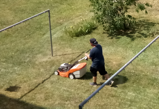 Schon nach kurzer Zeit waren die wei&szlig;en Bl&uuml;ten des kleinen Klees, Labsal f&uuml;r Bienen und Hummeln, unter der M&auml;hmaschine verschwunden.                             (Foto:  Kurt Frank)