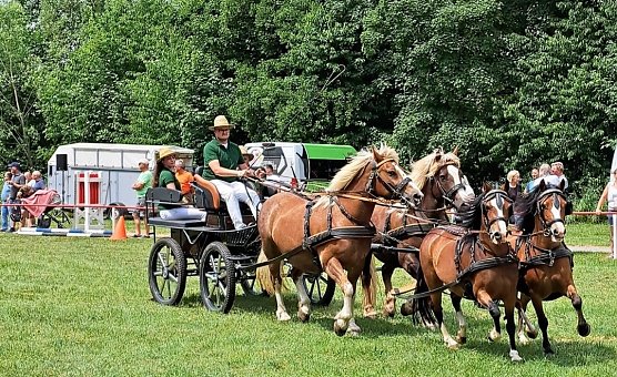 Stufenanspannungen bei der Ponyschau in W&uuml;flingerode (Foto: Simon Wenderoth)