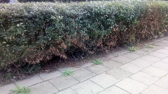 Unkraut blieb unberührt, es traf die Ligusterhecke. (Foto: Anton Adlerauge) Unkraut blieb unberührt, es traf die Ligusterhecke. (Foto: Anton Adlerauge)