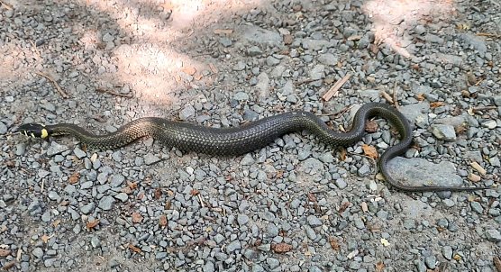 Ringelnatter im Stadtpark (Foto: A.Grunwald) Ringelnatter im Stadtpark (Foto: A.Grunwald)