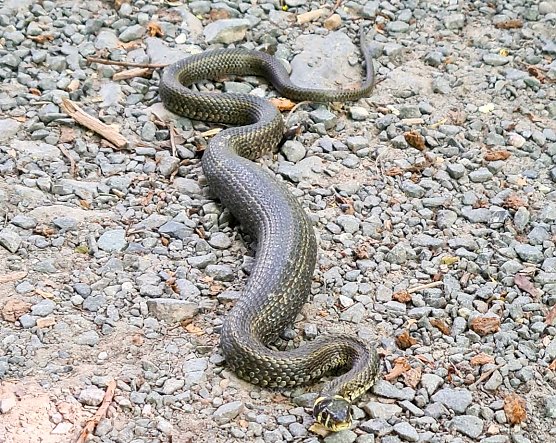 Ringelnatter im Stadtpark (Foto: A.Grunwald) Ringelnatter im Stadtpark (Foto: A.Grunwald)