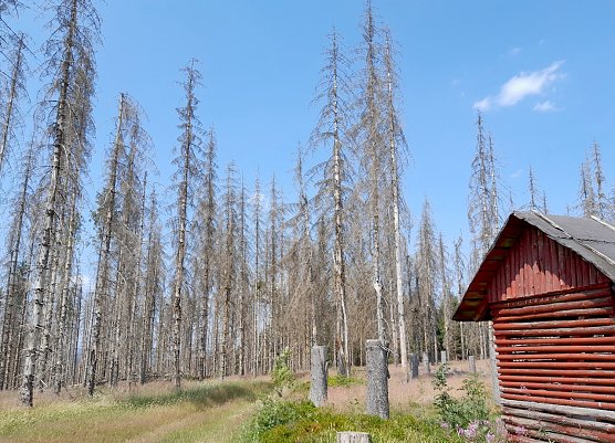 Vom Buchdrucker zerstörte Fichtenfläche im Thüringer Forstamt Schönbrunn (Foto: ThüringenForst) Vom Buchdrucker zerstörte Fichtenfläche im Thüringer Forstamt Schönbrunn (Foto: ThüringenForst)