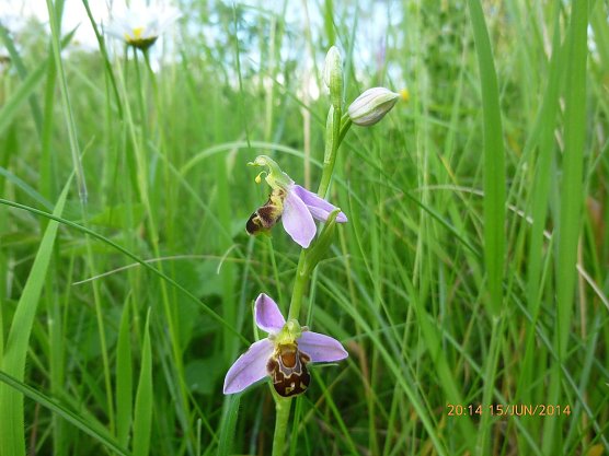 Die Orchidee Bienen-Ragwurz (Ophrys apifera) (Foto: Bodo Schwarzberg) Die Orchidee Bienen-Ragwurz (Ophrys apifera) (Foto: Bodo Schwarzberg)