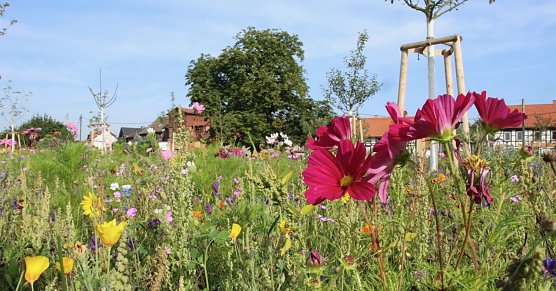 Blütenpracht am Hesseröder Dorfanger (Foto: agl) Blütenpracht am Hesseröder Dorfanger (Foto: agl)