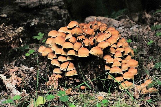 Auch die Pilzsaison scheint nun eröffnet, wie PeterBleis Foto vom Hufhaus beweist (Foto: P.Blei) Auch die Pilzsaison scheint nun eröffnet, wie PeterBleis Foto vom Hufhaus beweist (Foto: P.Blei)