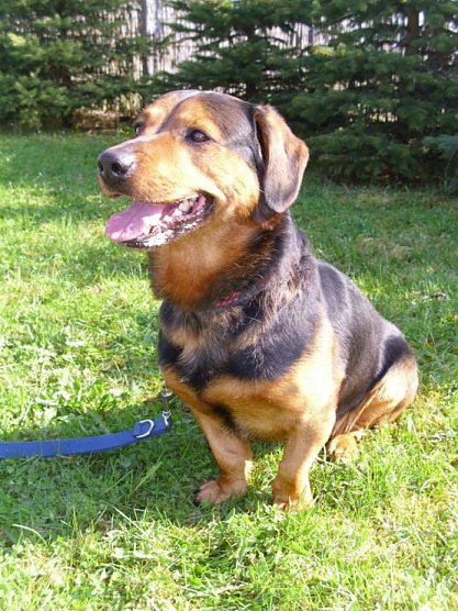 tierheim (Foto: tierheim)