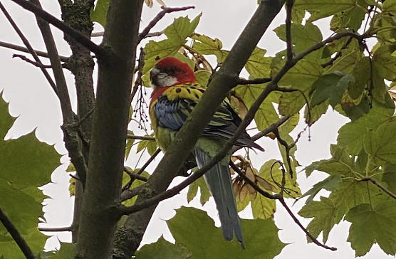 Wer hat diesen Vogel in Nordhausen gesehen? (Foto: Pia Wienrich)