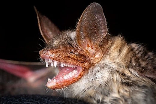 Großes Mausohr (Myotis myotis) (Foto: Ingolf König/Heinz Sielmann Stiftung) Großes Mausohr (Myotis myotis) (Foto: Ingolf König/Heinz Sielmann Stiftung)