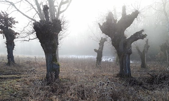 Adventswanderung im Dezember (Foto: LPV) Adventswanderung im Dezember (Foto: LPV)
