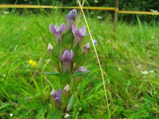 Charakteristisch f&uuml;r den Baltischen- bzw. Feld-Enzian sind u.a. die vier statt f&uuml;nf Kronenbl&auml;tter und die auffallend unterschiedlich gro&szlig;en bzw. unterschiedlich geformten Kelchbl&auml;tter. (Foto: Bodo Schwarzberg)