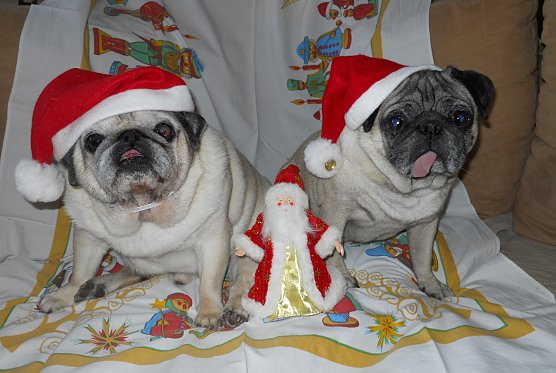 Ein cooles Team: Gismo und Stitch (Foto: Jens Polte aus Nordhausen) Ein cooles Team: Gismo und Stitch (Foto: Jens Polte aus Nordhausen)