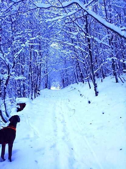 Dogge Barney ist von dem vielen Schnee verzaubert (Foto: Sophie Schr&ouml;der)