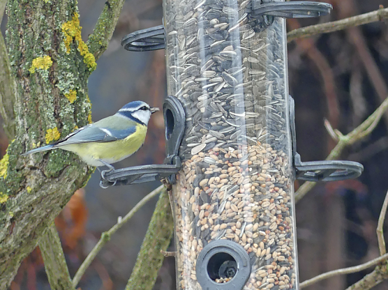 Blaumeise am Futtersilo (Foto: Clara Milde) Blaumeise am Futtersilo (Foto: Clara Milde)