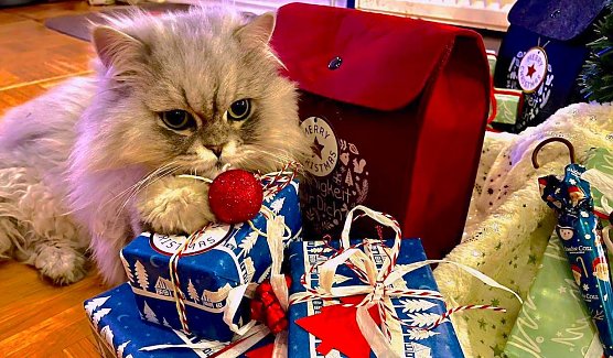 Willy und die Weihnachtsgeschenke (Foto: Anja Z.)