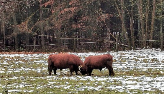 Zwei pr&auml;chtige Bullen  (Foto: J&uuml;rgen Mehne)