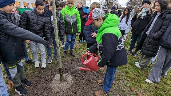 Eine. neue Sommerlinde ersetzt jetzt die im Fr&uuml;hjahr zerst&ouml;rte (Foto: K. Bauditz)