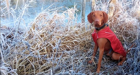Hund an der frostigen Iberg Talsperre (Foto: Anja)