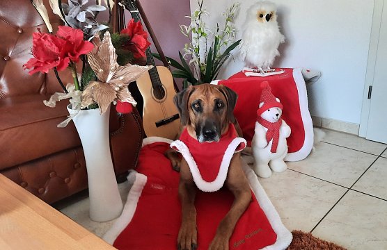 Asani in Weihnachtsrobe (Foto: M. H&ouml;xtermann )