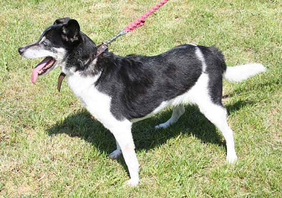 Suche Herrchen oder Frauchen (Foto: Hellberg)