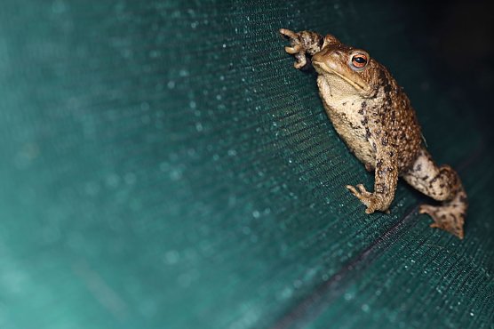 Eine Erdkr&ouml;te auf Wanderschaft (Foto: Jan Piecha)