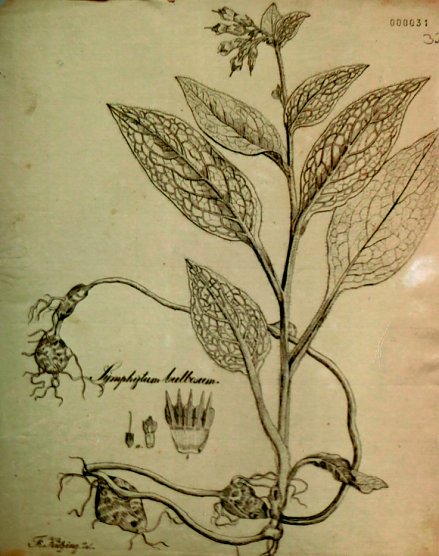 K&uuml;tzing war Zeichner und Lithograph, 1841, Stadtarchiv Nordhausen (Foto: Heidelore Kneffel)