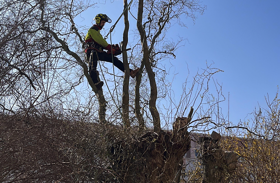 Baumpflege bei der WBG Südharz (Foto: WBG Südharz) Baumpflege bei der WBG Südharz (Foto: WBG Südharz)