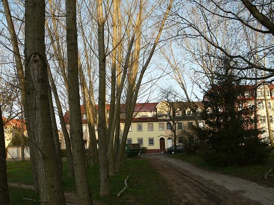 Pappeln gef&auml;hrden die Sicherheit (Foto: nnz)