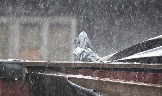 Windig und kr&auml;ftige Gewitter (Foto: emw)