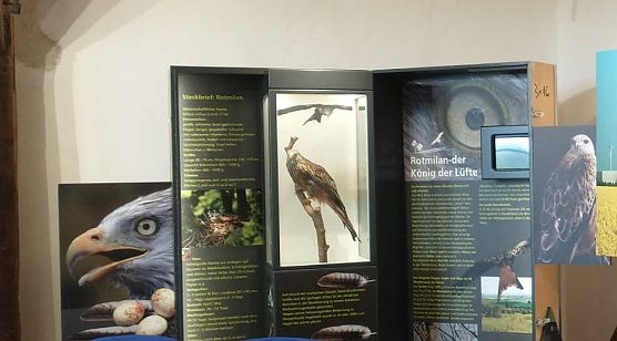 Blick in die Ausstellung "Rotmilan � Land zum Leben" (Foto: Landschaftspflegeverband S&uuml;dharz/Kyffh&auml;user)