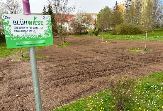 WBS Südharz setzt auf Blühstreifen in Nordhausen (Foto: WBG Südharz) WBS Südharz setzt auf Blühstreifen in Nordhausen (Foto: WBG Südharz)