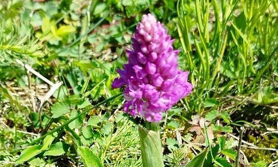 Sch&ouml;nheit der Natur (Foto: Steffen Liesegang)