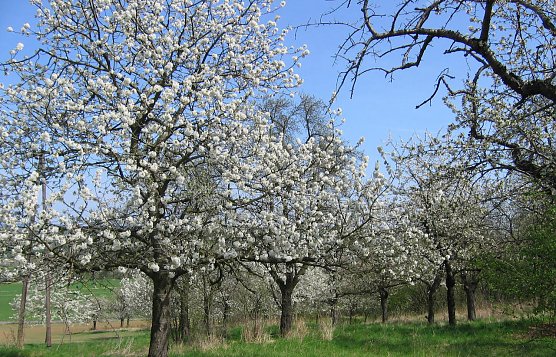 Streuobstwiese in voller Bl&uuml;te (Foto: Arbeitsgemeinschaft Drei L&auml;nder - Ein Weg - Karstwanderweg S&uuml;dharz)