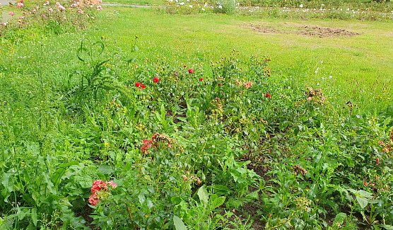 Die einst prächtige Gartenanlage ist in einem verlotterten Zustand (Foto: L.-G. Beck) Die einst prächtige Gartenanlage ist in einem verlotterten Zustand (Foto: L.-G. Beck)