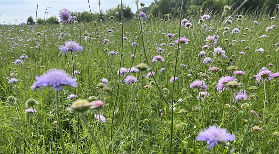 Esc bleibt nass, wird aber wieder wärmer (Foto: oas) Esc bleibt nass, wird aber wieder wärmer (Foto: oas)