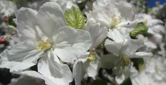 Eine Apfelbl&uuml;te in voller Pracht (Foto: Kathleen Hahnemann)
