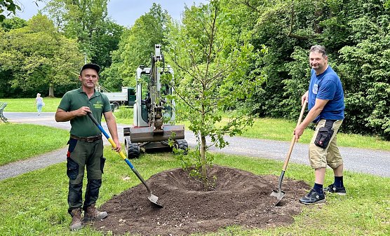 Baumpflanzung im Stadtpark (Foto: Stadtverwaltung Nordhausen)