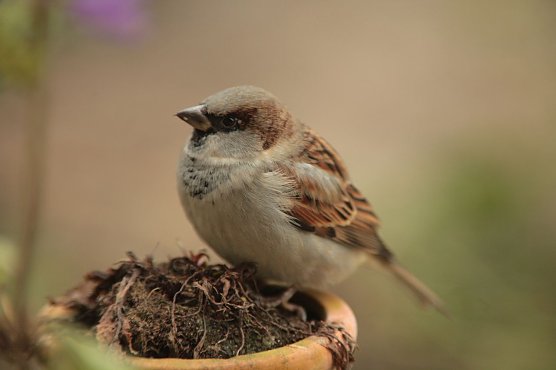 Der gemeine Haussperling (Foto: Fotonatur)