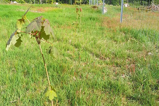 Jungwald im Zaunschutz mit einer Pflanzreihe Bergahorn: Nur regelm&auml;&szlig;ige Pflege sichert eine gedeihliche Entwicklung zum Klimawald (Foto: Dr. Horst Spro&szlig;mann)