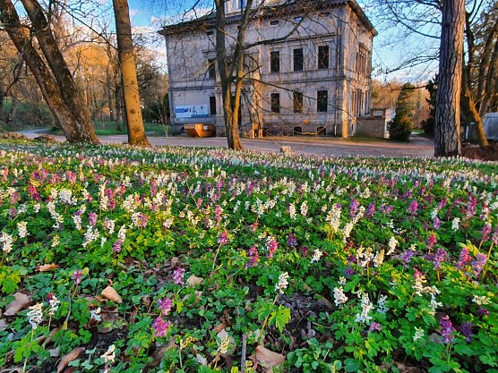 Der zur Familie der Mohngew&auml;chse z&auml;hlende Hohle Lerchensporn (Corydalis cava) macht einige Wiesen im Park Hohenrode allj&auml;hrlich im Fr&uuml;hjahr zum bunten Bl&uuml;tenmeer, das zahlreiche Insekten (vor allem langr&uuml;sselige Bienen), aber auch viele zweibeinige Besucher in seinen Bann zieht. Die Aufnahme entstand im April 2021. (Foto: Bodo Schwarzberg)