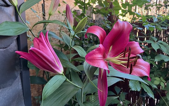 Gewitter und Unwetter in der Nacht möglich (Foto: oas) Gewitter und Unwetter in der Nacht möglich (Foto: oas)