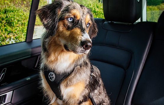 Autoreusen mit Hund werden immer beliebter (Foto: ADAC)